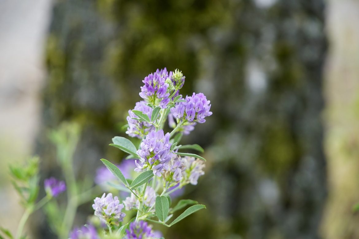 4 propiedades de la alfalfa y cómo tomarla